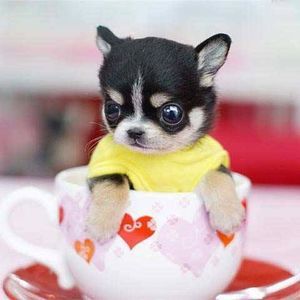 Meet your Posher, Linda